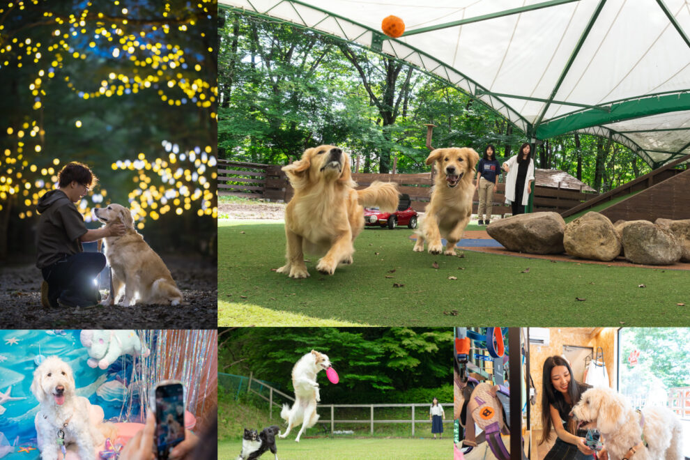 フォレストヒルズ。犬と飼い主たちが戯れる様子。夜の風景もあり。