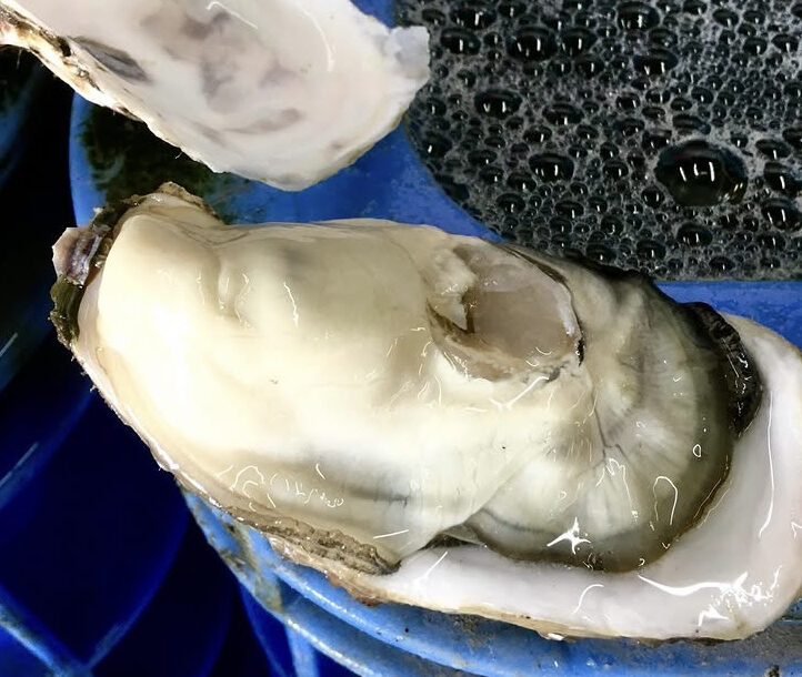 那須の森で味わう“海のミルク”